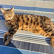 Killa a rejoint le concours — aidez-le/la à gagner de superbes lots ! animal, black_spots, brown, cat, comfort, cozy, cute, domestic_cat, feline, outdoor, peaceful, pet, relaxation, resting, sleeping, striped_fabric, sunlight, tabby_cat, warm_light, whiskers