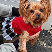 Bellah is registered to the contest to win money with this photo: dog, yorkshire_terrier, small_dog, pet, animal, red_sweater, plaid_skirt, clothing, long_hair, fluffy, brown_fur, portrait, outdoor, driveway, being_held, fashionable, cute, looking_at_camera, white_door, vertical_photo