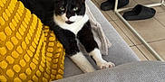 Framboise a rejoint le concours — aidez-le/la à gagner de superbes lots ! animal, black_and_white, cat, couch, cozy, cute, domestic_animal, furniture, gray_furniture, home, indoor, living_room, pet, relaxing, resting, slippers, stretching, tile_floor, wooden_table, yellow_pillow