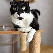 Framboise a rejoint le concours — aidez-le/la à gagner de superbes lots ! animal, black_and_white, cat, cat_tree, close_up, cute, domestic_cat, feline, fur, green_eyes, household, indoor, looking_at_camera, paw, pet, playful, portrait, relaxed, resting, whiskers
