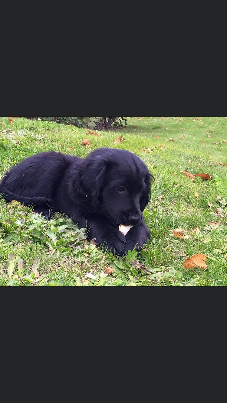 Lixy participe au concours pour gagner de l'argent avec cette photo : canidae, carnivore, companion_dog, dog, dog_breed, flat_coated_retriever, grass, hovawart, mammal, newfoundland, puppy, snout, sporting_group, vertebrate
