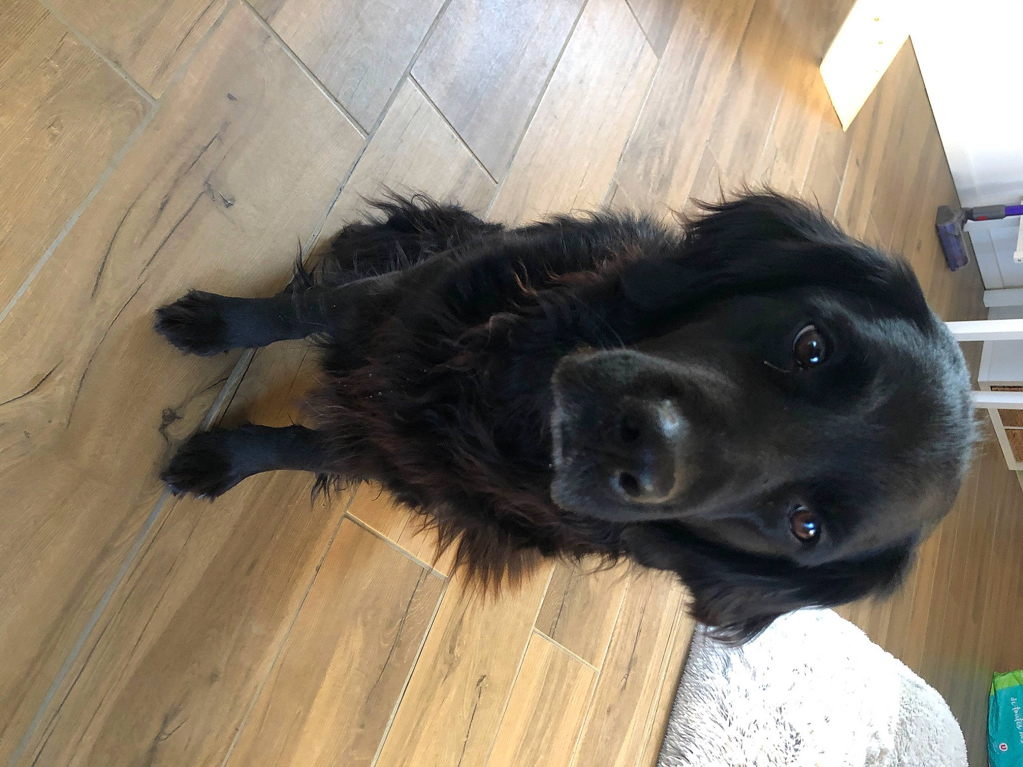 Lixy a rejoint le concours — aidez-le/la à gagner de superbes lots ! canidae, carnivore, collar, companion_dog, dog, dog_breed, dog_collar, flooring, fur, hardwood, liver, plank, snout, sporting_group, varnish, whiskers, wood, wood_flooring, wood_stain, working_animal