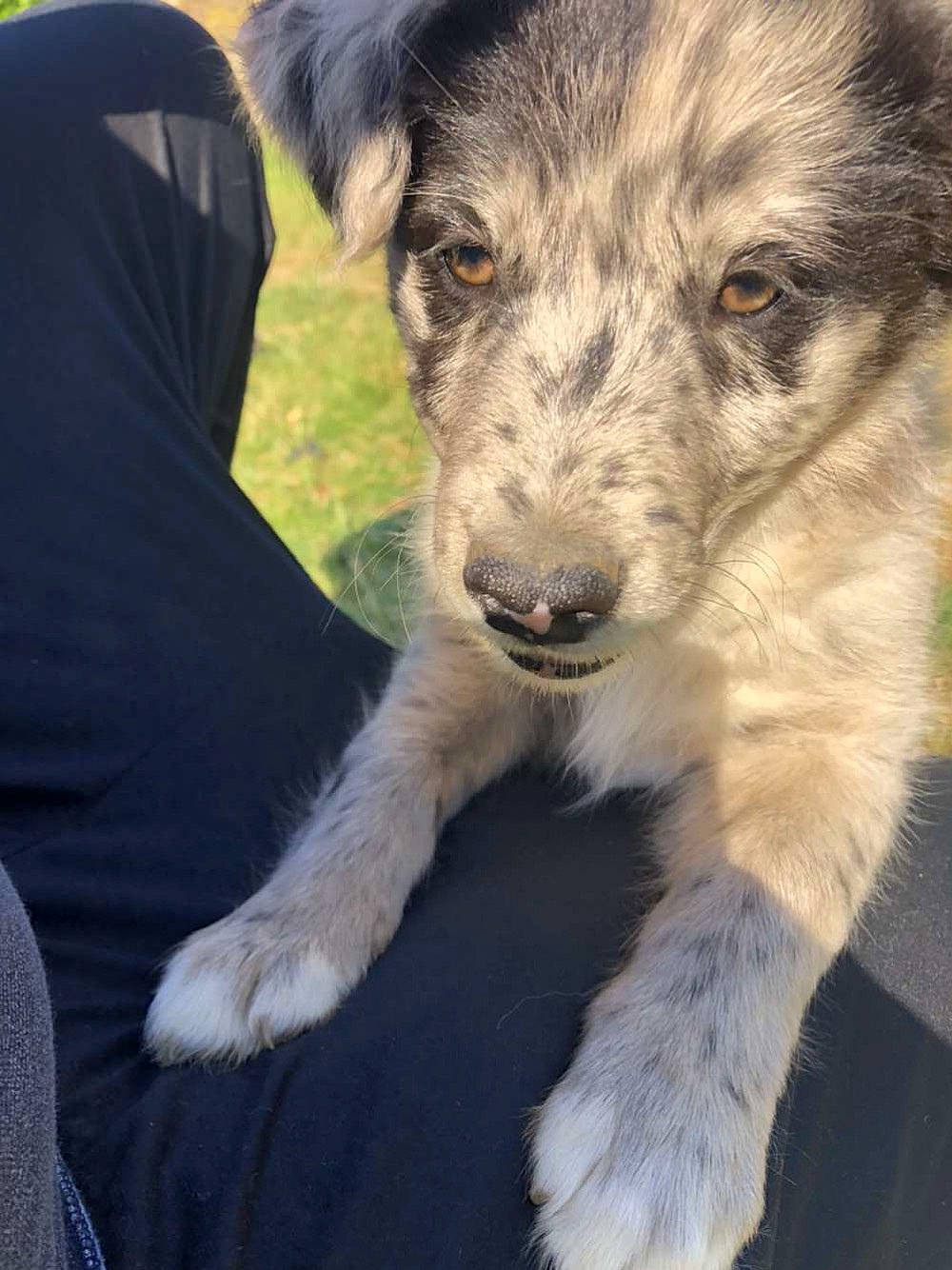 Roxa participe au concours pour gagner de l'argent avec cette photo : canidae, carnivore, companion_dog, dog, dog_breed, eye, firefighter, fur, plant, puppy, sporting_group, street_dog, terrestrial_animal, whiskers, working_animal, working_dog