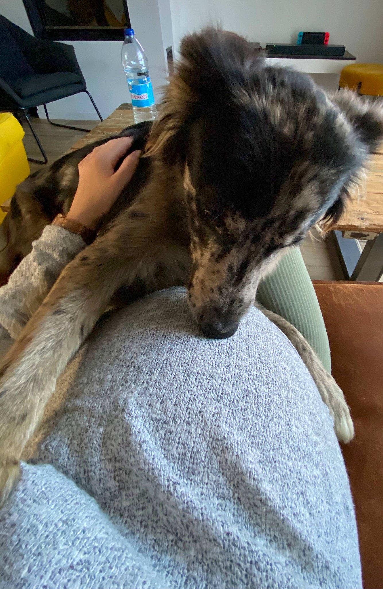 Roxa a rejoint le concours — aidez-le/la à gagner de superbes lots ! canidae, carnivore, chair, comfort, companion_dog, dog, dog_breed, fawn, felidae, flooring, fur, human_leg, long_hair, nap, small_to_medium_sized_cats, snout, sporting_group, vehicle_door, whiskers, working_animal