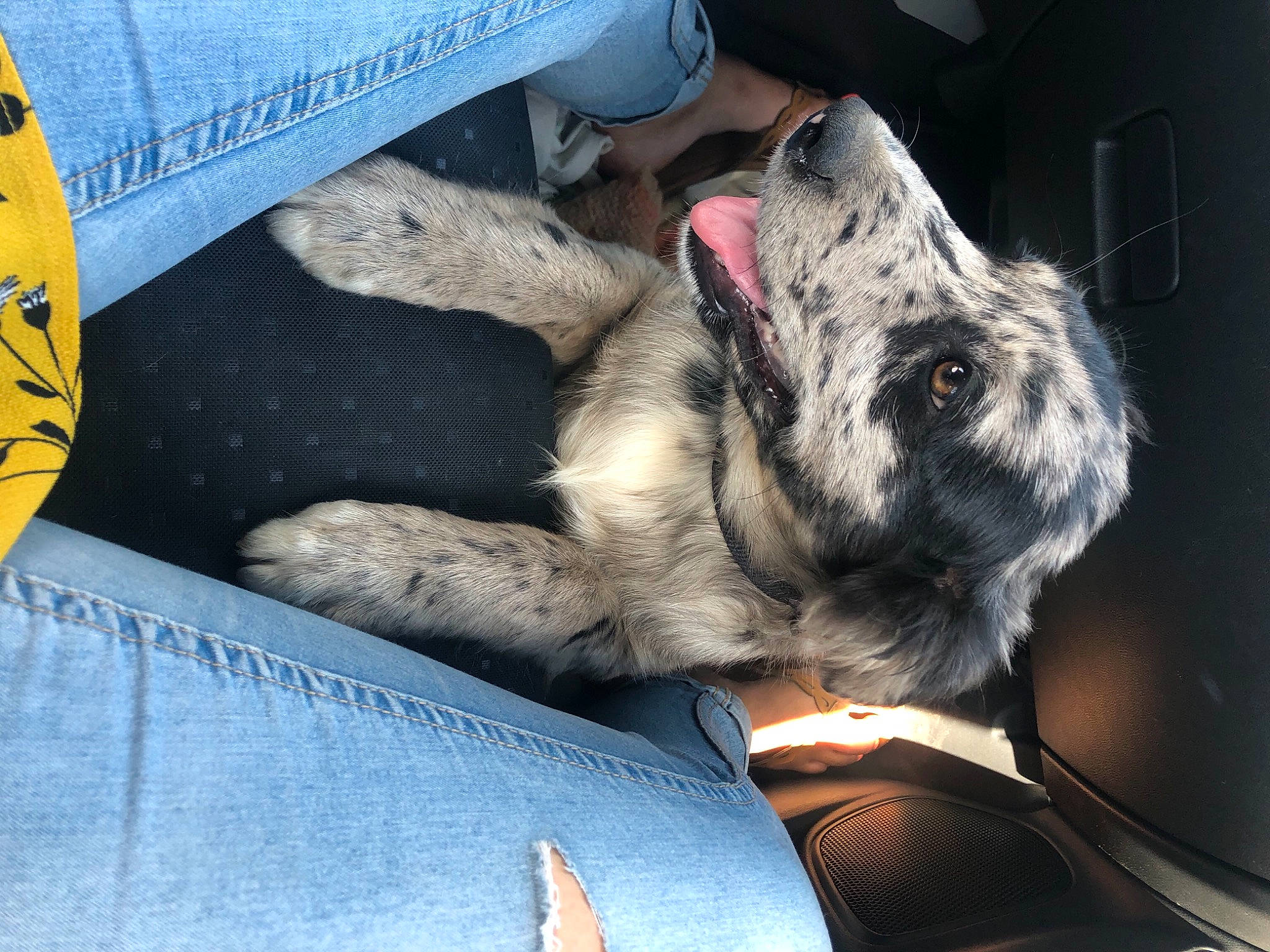 Roxa a rejoint le concours — aidez-le/la à gagner de superbes lots ! canidae, carnivore, dog, dog_breed, ear, great_dane, guard_dog, sporting_group