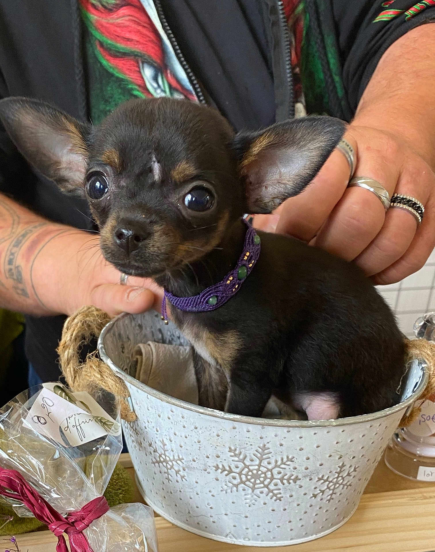 Ulyanna a rejoint le concours — aidez-le/la à gagner de superbes lots ! puppy, dog, small_dog, bucket, decorative_bucket, snowflake_pattern, tattoo, hand, rings, table, gift_wrap, purple_collar, close_up, indoor, cute, animal, pet, brown_and_black_fur, wide_eyes, tiny