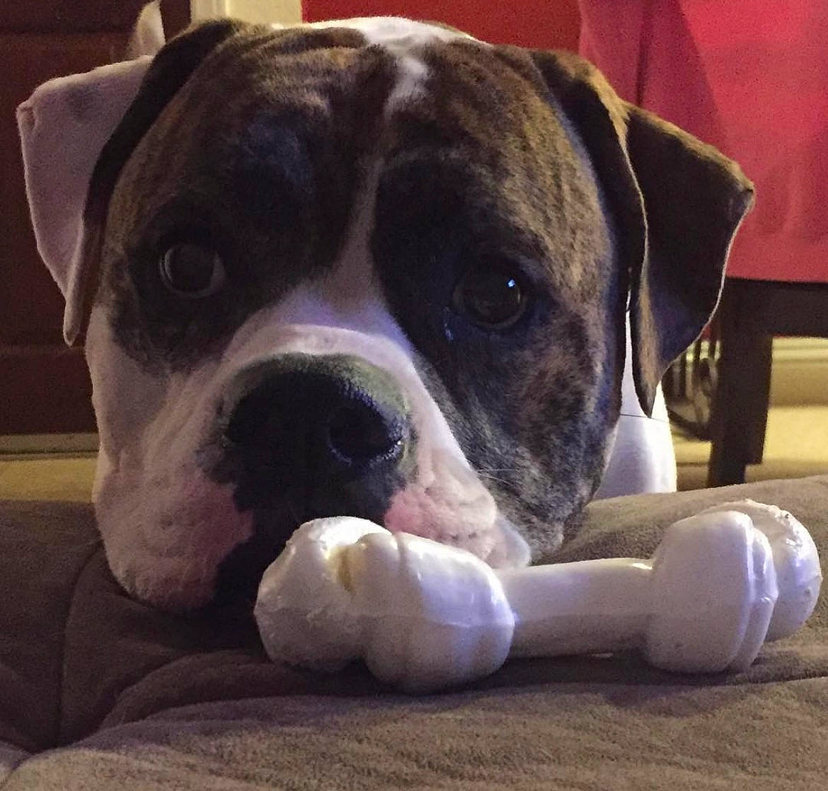 Petey joined the competition — help win amazing prizes! boxer, carnivore, collar, comfort, companion_dog, dog, dog_breed, ear, fawn, fur, molosser, non_sporting_group, paw, puppy_love, snout, sporting_group, whiskers, working_animal, working_dog, wrinkle