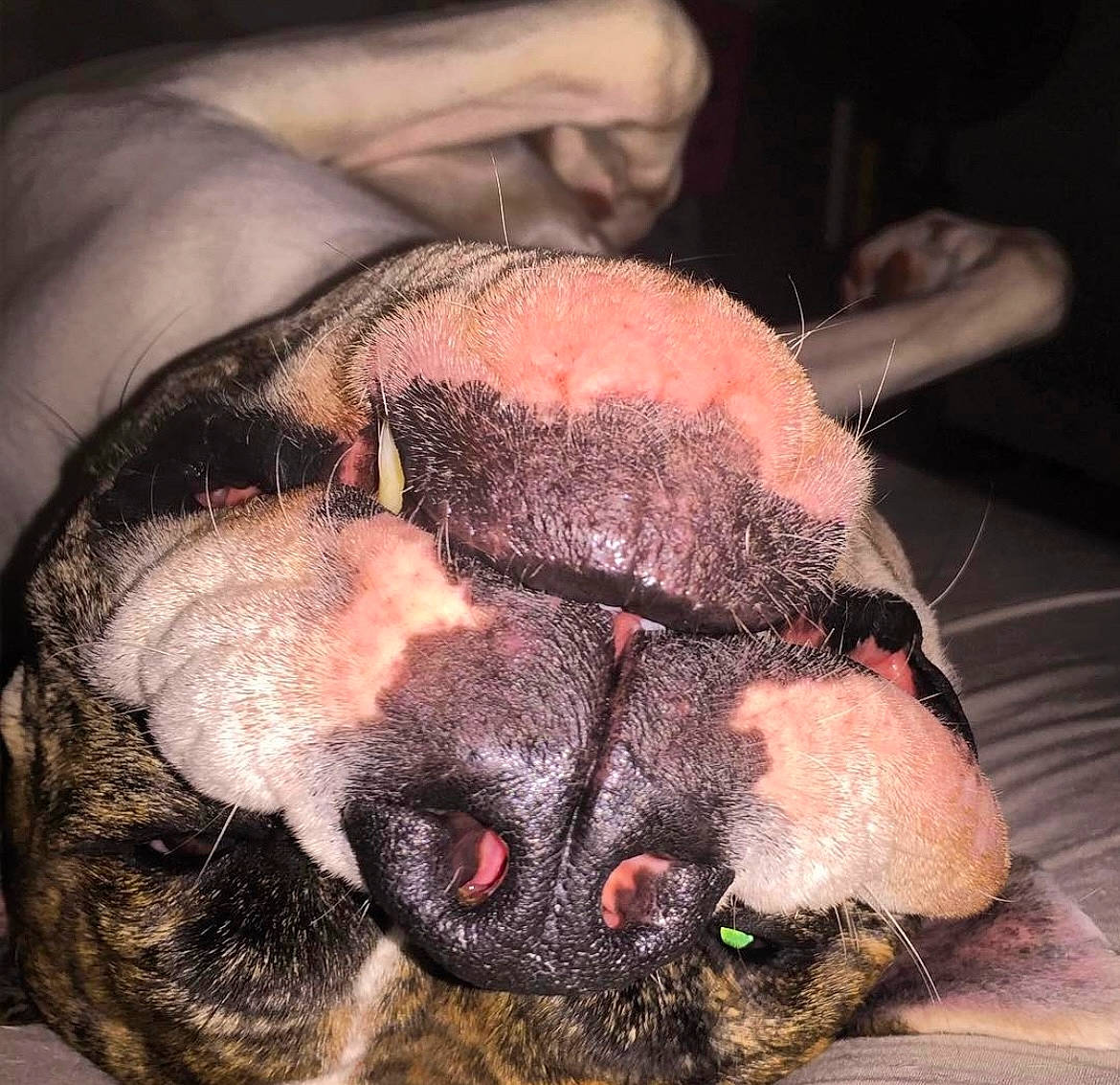 Petey is registered to the contest to win money with this photo: canidae, carnivore, close_up, comfort, companion_dog, dog, dog_breed, ear, fawn, foot, jaw, liver, paw, snout, sporting_group, terrestrial_animal, toy_dog, whiskers, working_animal, wrinkle