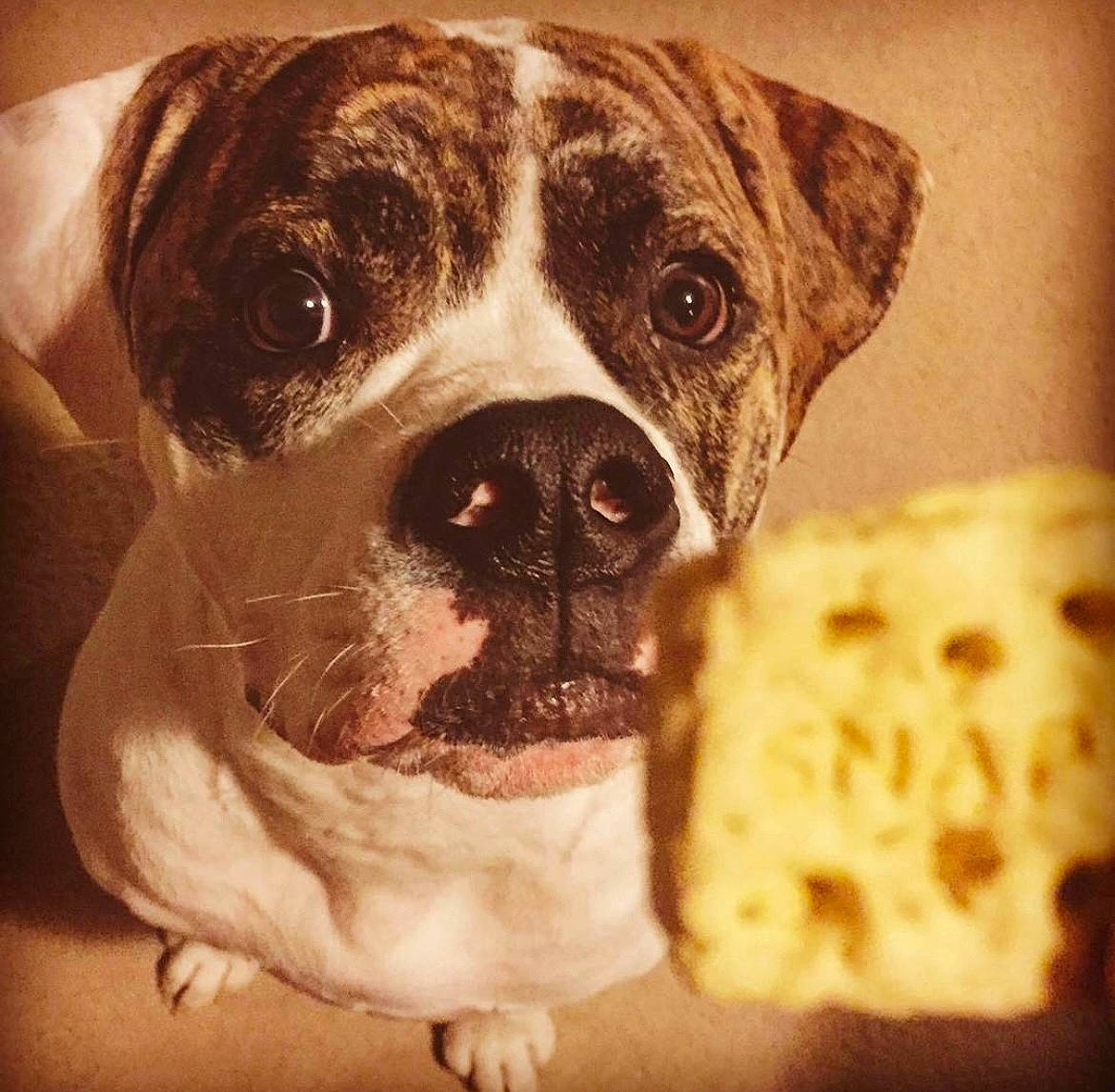 Petey joined the competition — help win amazing prizes! art, bulldog, canidae, carnivore, companion_dog, dog, dog_breed, fawn, fur, illustration, painting, puppy_love, snout, sporting_group, square, terrestrial_animal, toy_dog, whiskers, working_animal, wrinkle