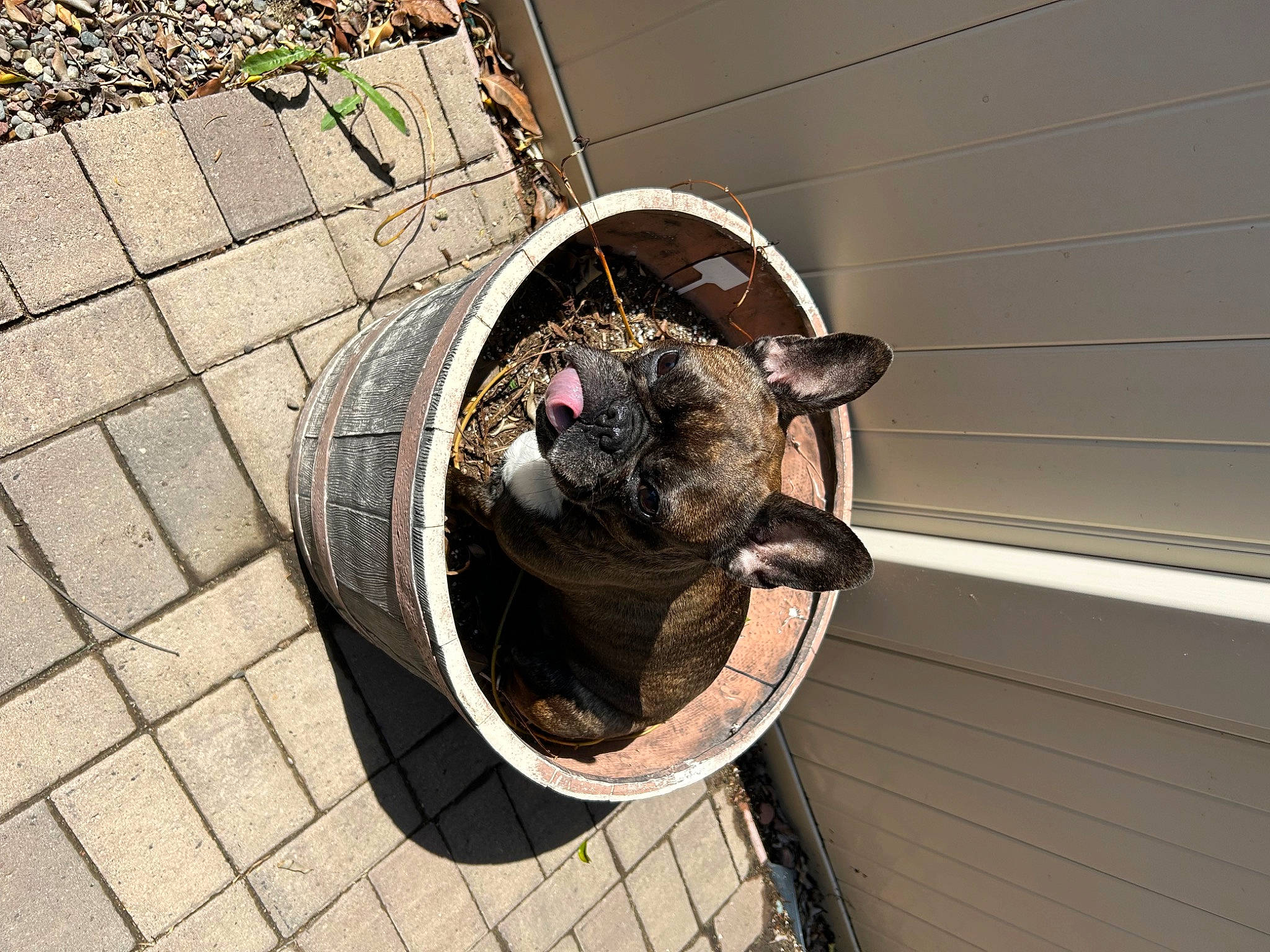 Peggy is registered to the contest to win money with this photo: auto_part, automotive_tire, automotive_wheel_system, carnivore, circle, companion_dog, dog, dog_breed, felidae, fur, metal, pet_supply, road_surface, small_to_medium_sized_cats, snout, tail, terrestrial_animal, whiskers, wood, working_animal