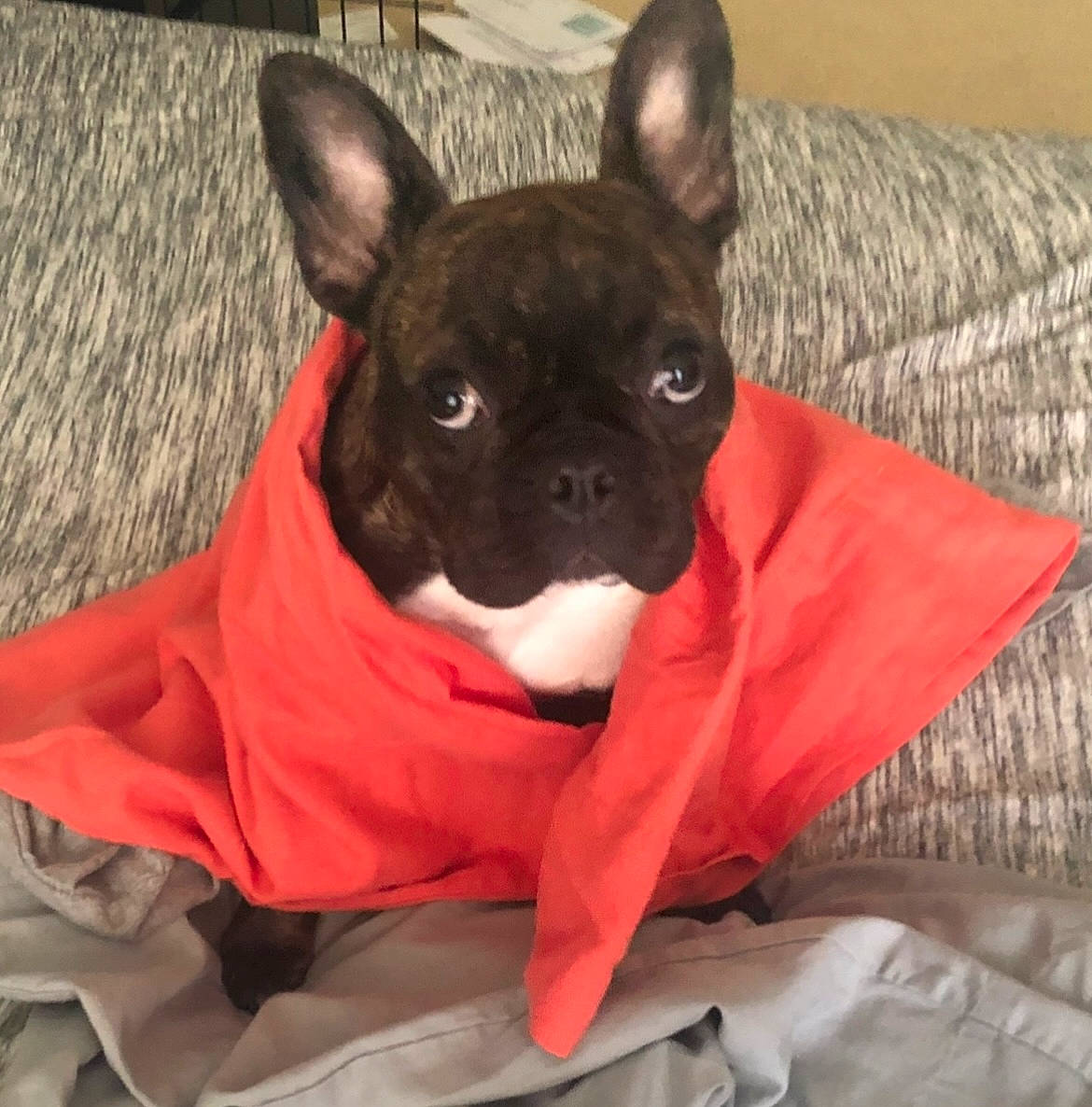 Peggy is registered to the contest to win money with this photo: bulldog, canidae, carmine, carnivore, comfort, companion_dog, dog, dog_breed, dog_supply, ear, fawn, french_bulldog, non_sporting_group, snout, sporting_group, terrestrial_animal, toy_dog, whiskers, wood, working_animal