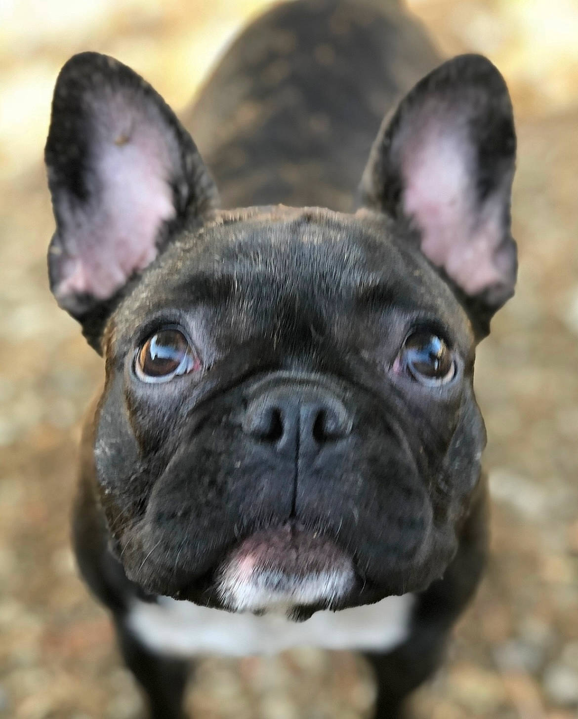 Peggy joined the competition — help win amazing prizes! bulldog, carnivore, close_up, collar, companion_dog, dog, dog_breed, dog_collar, ear, eye, fawn, grass, human_body, pug, snout, sporting_group, terrestrial_animal, whiskers, working_animal, wrinkle