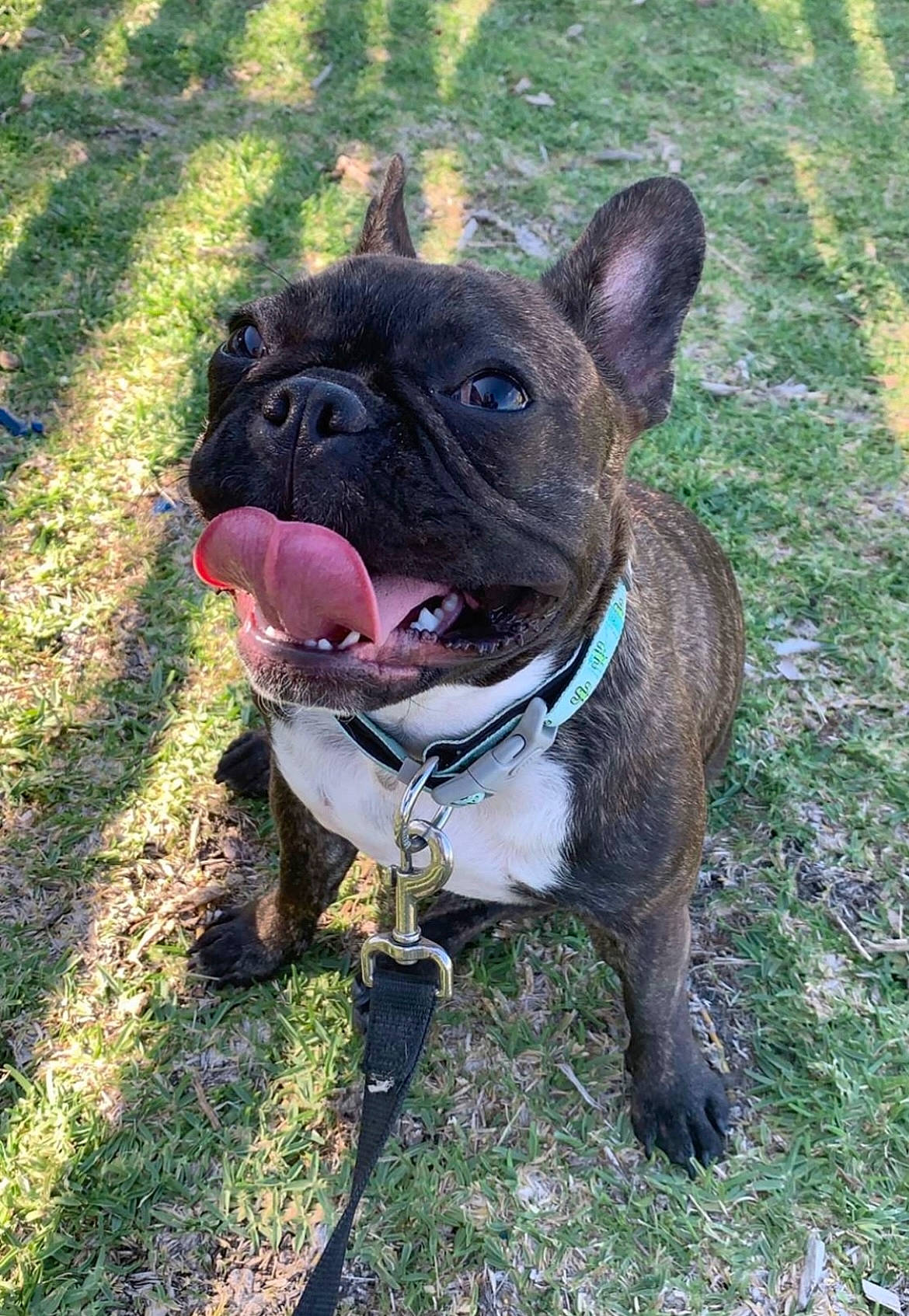 Peggy joined the competition — help win amazing prizes! bulldog, canidae, carnivore, collar, companion_dog, dog, dog_breed, dog_collar, fawn, grass, leash, molosser, pet_supply, plant, snout, sporting_group, terrestrial_animal, whiskers, working_animal, wrinkle