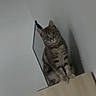 cat, tabby, pet, animal, indoor, wooden_surface, curious, tilted_head, shadow, wall, feline, mammal, domestic, household, furniture, sitting, looking, blurry, gray, brown