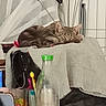 Nalou a rejoint le concours — aidez-le/la à gagner de superbes lots ! cat, tabby, sleeping, blanket, chair, bottle, pens, curtain, striped_curtain, bed_frame, indoor, cozy, furniture, table, houseplant, relaxed, domestic, pet, resting, gray