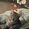 Nalou a rejoint le concours — aidez-le/la à gagner de superbes lots ! cat, gray_tabby, bead_necklace, bed, blanket, clothes, chair, indoor, relaxed, pet, animal, furniture, cozy, casual, rumpled, background, moody, warm_lighting, heart, text_overlay