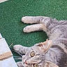 cat, gray_tabby, animal, pet, fur, whiskers, ears, eyes, green_turf, outdoor, floor, curious, lying_down, looking_up, tiled_floor, collar, domestic_cat, closeup, playful, resting