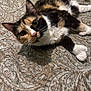 calico_cat, cat, pet, animal, feline, bedspread, patterned_fabric, curious, lying_down, whiskers, indoor, close_up, fur, ears, paws, relaxed, domestic_cat, cute, looking_up, soft_lighting