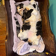 Sable Anne joined the competition — help win amazing prizes! cat, calico, pet, animal, feline, fur, wooden_cradle, blanket, relaxed, indoor, cute, cozy, paws, tail, resting, curled, soft, comfort, household, sleepy
