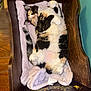 cat, calico, pet, animal, feline, fur, wooden_cradle, blanket, relaxed, indoor, cute, cozy, paws, tail, resting, curled, soft, comfort, household, sleepy