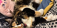 Sable Anne joined the competition — help win amazing prizes! animal, bed, blanket, calico_cat, cat, colorful, comfort, cozy, cute, furry, indoor, open_mouth, patterned_blanket, pet, playful, plush_toy, resting, soft, stuffed_animal, wide_eyes