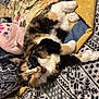 cat, calico_cat, pet, animal, bed, blanket, plush_toy, patterned_blanket, cozy, furry, cute, playful, wide_eyes, open_mouth, indoor, resting, soft, colorful, stuffed_animal, comfort