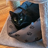 Midnight joined the competition — help win amazing prizes! abyssinian, animal, blackcat, blanket, canine, cat, couch, cushion, den, dog, dogbed, furniture, hardwood, homedecor, indoors, kitten, manx, pet, quilt, wood