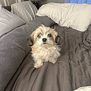Daisy Mae joined the competition — help win amazing prizes! dog, small_dog, fluffy, shih_tzu, pet, animal, sitting, bed, bedroom, pillows, bedding, blanket, indoors, home, cozy, portrait, looking_at_camera, long_hair, white_and_brown, cute