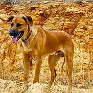 Sango Dema is registered to the contest to win money with this photo: dog, animal, outdoor, standing, tongue_out, collar, brown, earth, rocks, nature, pet, canine, mammal, alert, fur, grass, sunlight, landscape, wild, adventure