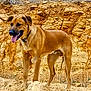 dog, animal, outdoor, standing, tongue_out, collar, brown, earth, rocks, nature, pet, canine, mammal, alert, fur, grass, sunlight, landscape, wild, adventure