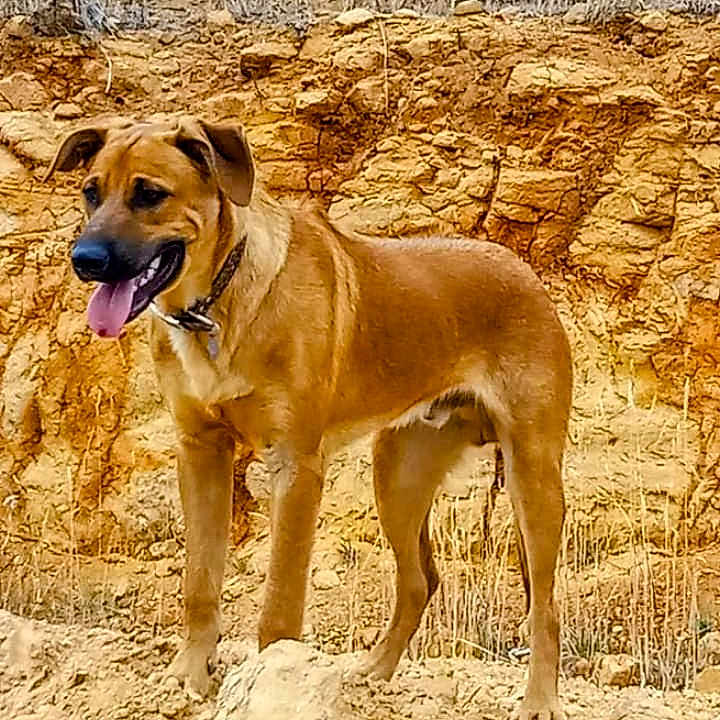 Sango Dema is registered to the contest to win money with this photo: adventure, alert, animal, brown, canine, collar, dog, earth, fur, grass, landscape, mammal, nature, outdoor, pet, rocks, standing, sunlight, tongue_out, wild