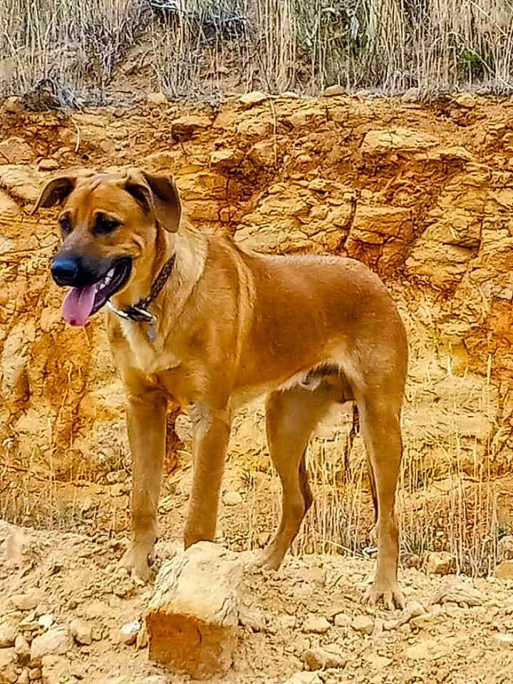 Sango Dema is registered to the contest to win money with this photo: dog, animal, outdoor, standing, tongue_out, collar, brown, earth, rocks, nature, pet, canine, mammal, alert, fur, grass, sunlight, landscape, wild, adventure