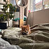 kitten, cat, orange_cat, bow_tie, blanket, bedroom, indoor, plant, window, daylight, scratching_post, cozy, furniture, curious, pet, cute, fluffy, soft, resting, domestic_animal