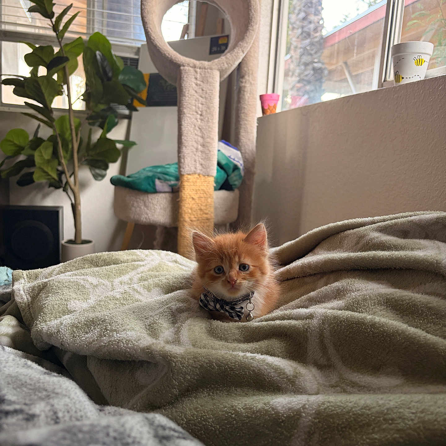 Eddie is registered to the contest to win money with this photo: kitten, cat, orange_cat, bow_tie, blanket, bedroom, indoor, plant, window, daylight, scratching_post, cozy, furniture, curious, pet, cute, fluffy, soft, resting, domestic_animal