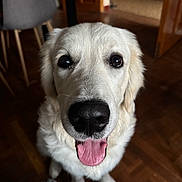 Aito a rejoint le concours — aidez-le/la à gagner de superbes lots ! animal, background_blur, canine, close_up, companion, cute, dog, domestic_animal, fluffy, friendly, fur, golden_retriever, happy, indoor, looking_at_camera, mammal, pet, sitting, tongue_out, wooden_floor
