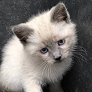 Quiji joined the competition — help win amazing prizes! kitten, cat, animal, pet, furry, blue_eyes, whiskers, curious, cute, small, young, fur, ears, closeup, portrait, indoor, stone, gray_background, sitting, looking