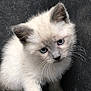 kitten, cat, animal, pet, furry, blue_eyes, whiskers, curious, cute, small, young, fur, ears, closeup, portrait, indoor, stone, gray_background, sitting, looking