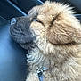 dog, puppy, sleeping, fluffy, fur, car_interior, leather_seat, collar, leash, buckle, muzzle, nose, ear, close_up, portrait, napping, cozy, pet, vehicle, seat