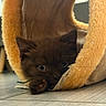 Ponzu joined the competition — help win amazing prizes! kitten, cat, furry, cute, pet, animal, indoor, tunnel, play, paw, fur, eyes, curious, soft, cozy, floor, yellow, brown, resting, closeup