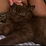 Ponzu is registered to the contest to win money with this photo: cat, brown_cat, pet, hand, manicure, striped_surface, patterned_fabric, feline, relaxed, indoor, closeup, fur, whiskers, animal, cute, domestic_cat, resting, comfort, eyes, touch