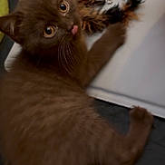 Ponzu is registered to the contest to win money with this photo: kitten, brown_fur, cat, pet, playful, toy, wide_eyes, tongue_out, indoor, furry, cute, animal, young_cat, whiskers, curious, soft_surface, close_up, domestic_cat, small, feline