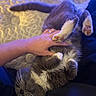Roscoe Jenkins is registered to the contest to win money with this photo: cat, hand, pet, animal, indoor, fur, whiskers, paw, belly_rub, relaxation, gray_cat, white_fur, human, ring, bed, blanket, closeup, cute, playful, comfort