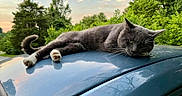 Roscoe Jenkins joined the competition — help win amazing prizes! cat, gray_cat, animal, pet, car_roof, outdoor, sunset, trees, greenery, sky, relaxed, lying_down, whiskers, fur, nature, reflection, evening, calm, domestic_cat, mammal