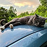 cat, gray_cat, animal, pet, car_roof, outdoor, sunset, trees, greenery, sky, relaxed, lying_down, whiskers, fur, nature, reflection, evening, calm, domestic_cat, mammal