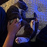 cat, hand, sleeping, pet, mattress, indoor, fur, paw, relaxing, white_paw, blue_light, human, touch, cozy, comfort, animal, resting, bedroom, claw, cute