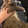 Roscoe Jenkins is registered to the contest to win money with this photo: cat, gray_cat, pet, hand, lap, fur, white_paws, relaxed, indoor, bed, human, foot, cozy, animal, whiskers, closeup, resting, comfort, cute, feline