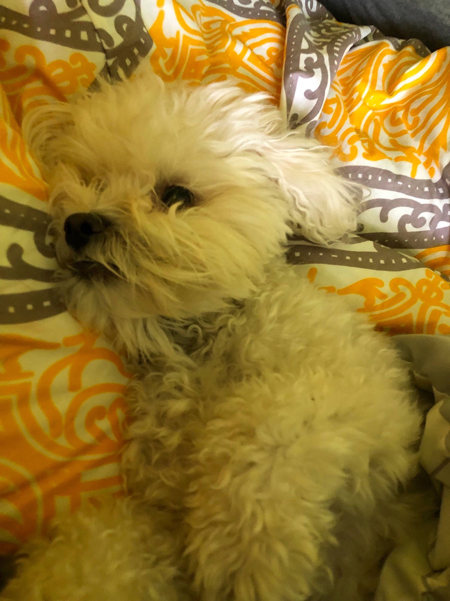 Roxie is registered to the contest to win money with this photo: bolognese, bolonka, canidae, carnivore, cavapoo, cockapoo, companion_dog, dog, dog_breed, maltepoo, maltese, non_sporting_group, poodle_crossbreed, puppy, schnoodle, shih_tzu, terrier, toy_dog, toy_poodle, west_highland_white_terrier