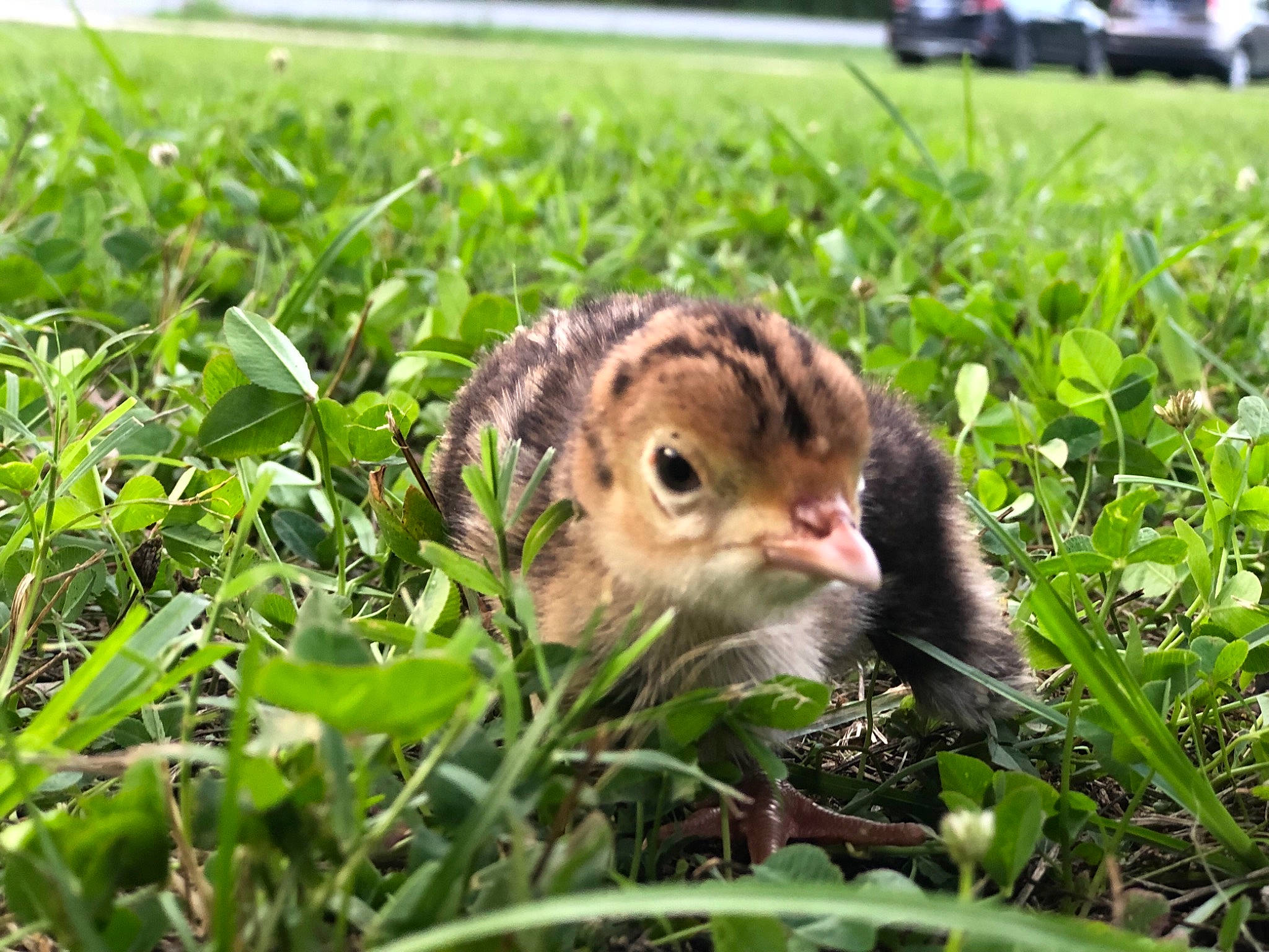 Eugene is registered to the contest to win money with this photo: adaptation, beak, bird, fawn, galliformes, grass, grass_family, terrestrial_animal, vegetation, vertebrate, wildlife