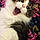 Mr.kittycuddles