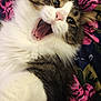 Mr.kittycuddles is registered to the contest to win money with this photo: cat, fluffy, yawning, close_up, pet, animal, feline, white_fur, tabby, pink_nose, whiskers, bedspread, colorful, indoor, cozy, cute, mouth_open, eyes, paw, resting